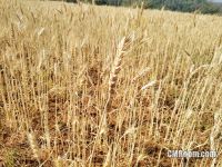 ทุ่งข้าวบาเลย์ ศูนย์วิจัยข้าวสะเมิง เชียงใหม่